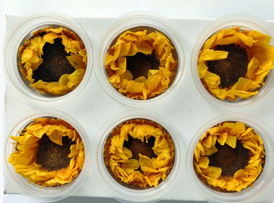 खरीदें संरक्षित फूल सूर्य फूल रोमांटिक वेलेंटाइन दिवस उपहार हस्तनिर्मित गुलदस्ता सामग्री online manufacture